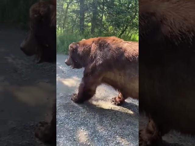 Giant Bear Casually Walks Past Tourists in Alaska's Katmai National Park