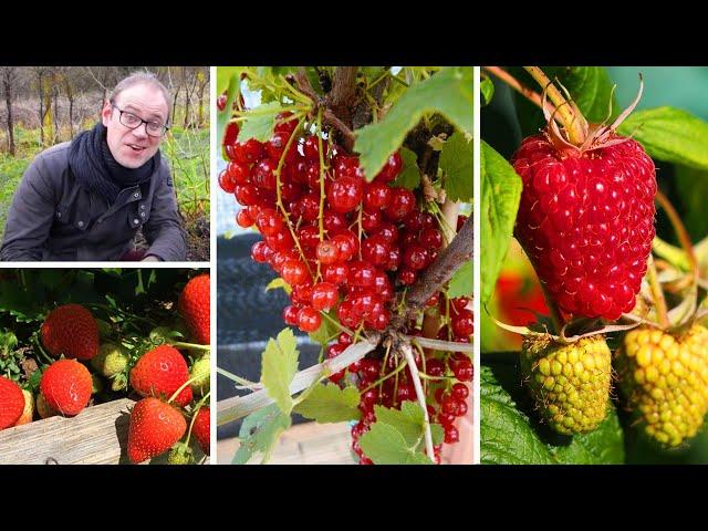 Growing Soft Fruits for Beginners