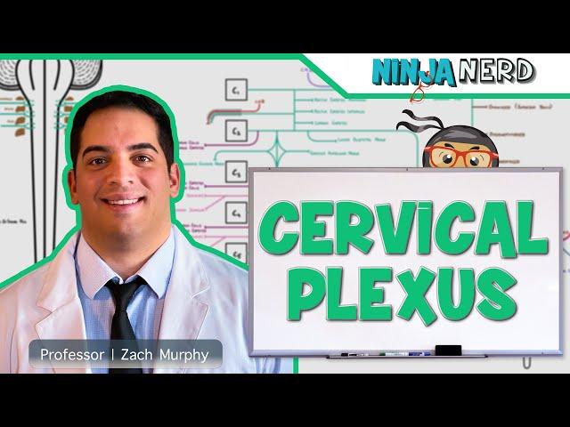 Neurology | Cervical Plexus