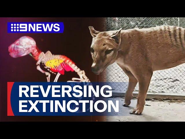 Tasmanian tigers could be resurrected by US bio-science company | 9 News Australia