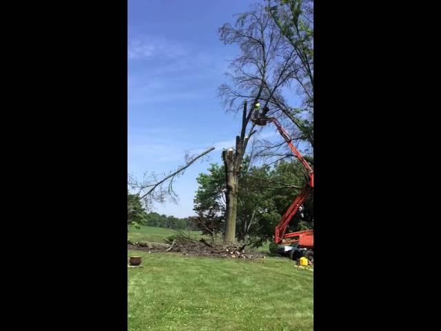 Slow motion tree branch falling