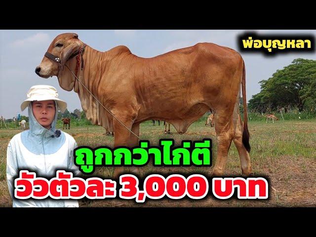 วัวตัวละ 3,000 บาท‼️ มีอยู่จริง ถูกยิ่งกว่าไก่ตี พ่อบุญหลาฟาร์ม |11 เม.ย.67| ราคาหลักพันจำนวมาก⁉️