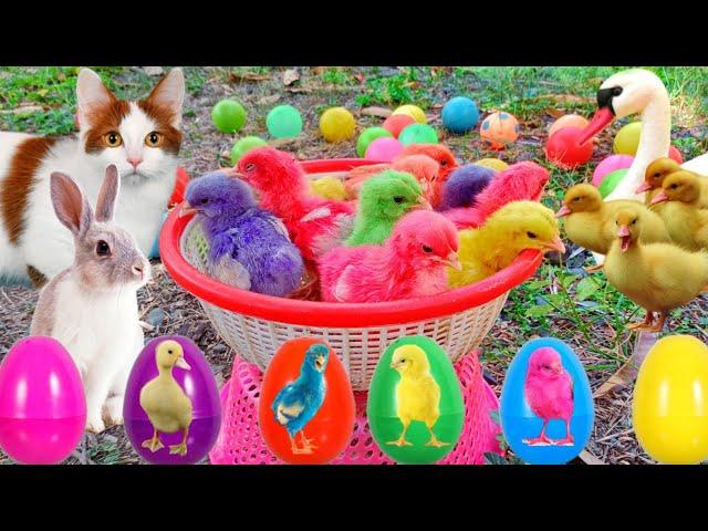 Catch Cute Chickens, Colorful Chickens, Rainbow Chicken, Rabbits, Cute Cats,Ducks,Animals Cute #67