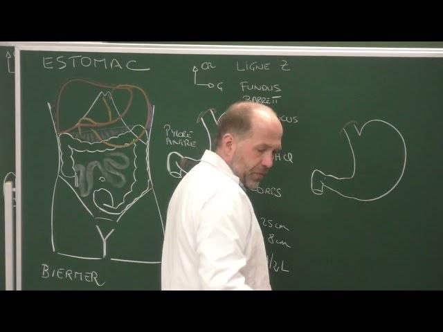 Abdomen et pelvis 7 : Anatomie de l'estomac [Clinical Anatomy of the stomach]