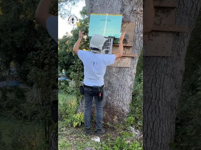 Removing bees from a tree.