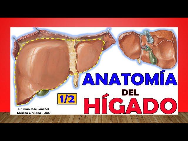  LIVER Anatomy. (1/2). Easy and simple