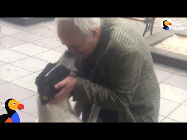 Man Films Himself Reuniting With Dog After 3 Years Apart | The Dodo