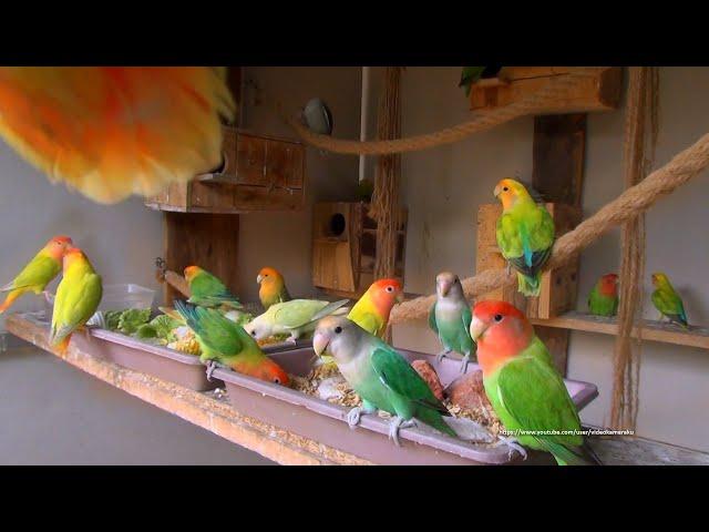 Peach-Faced Lovebirds Aviary - Saturday, July 10th, 2021