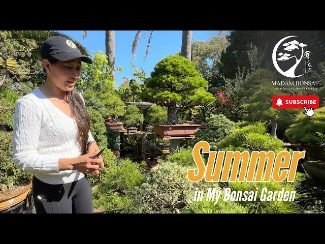 Summer in My Bonsai Garden