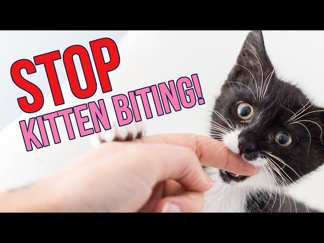 How to STOP Kittens From Biting You (6 Tips!)