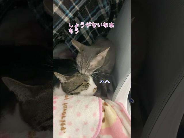 愛があふれるうずらさんとぽんさん #cat #猫 #shorts