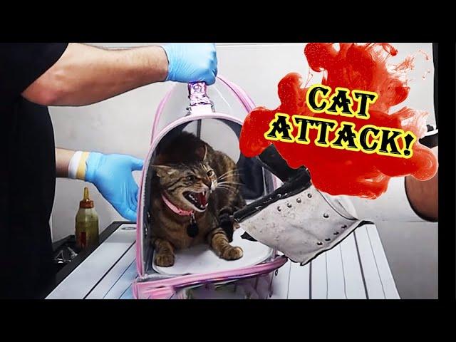 how to give an angry and ferocious cat medicine and pills  