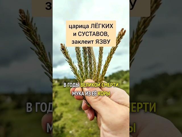 Сосна - царица лёгких и суставов, заклеит язву #травы #лекарственныетравы #травник #травничество