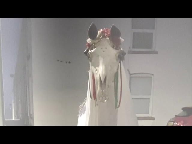 Mari Lwyd - Ymweliad Nadolig