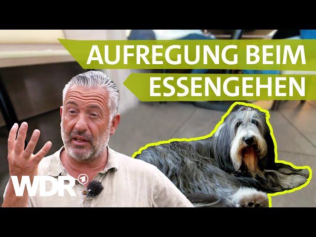 Stress beim Restaurant-Besuch: So entspannen sich Hunde dauerhaft | Hunde verstehen | S06/E04 | WDR