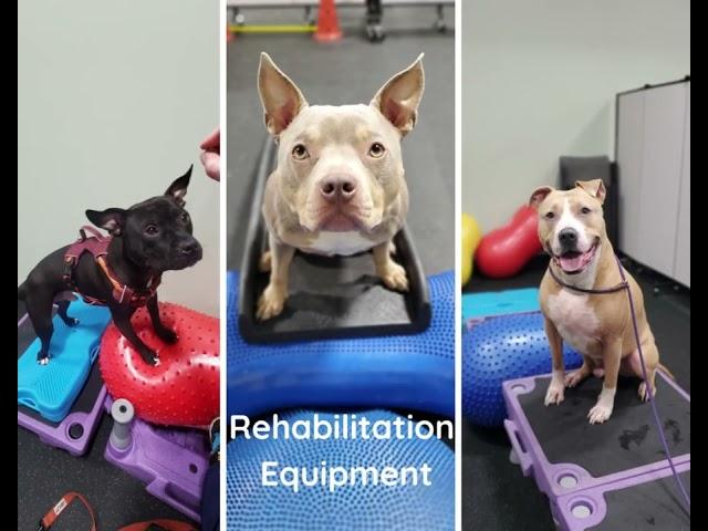 ULVH's New Dog Training & Rehabilitation Center