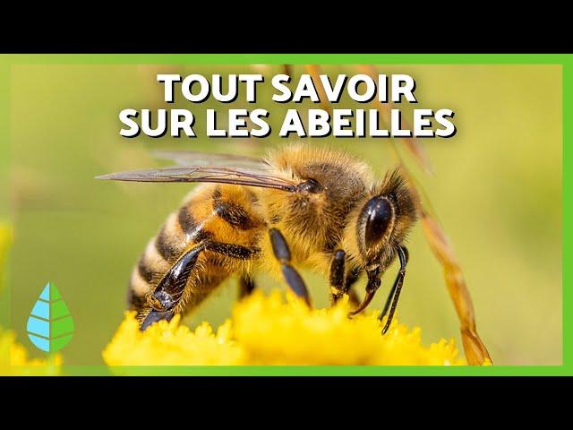 ABEILLES  (CYCLE de VIE, RÔLE, Comment les Abeilles FONT du MIEL et IMPORTANCE)