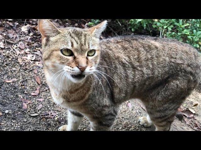 おしゃべりな猫きなこの話がぜんぜん止まらない