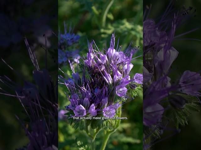 Lacy Phacelia - The Ultimate #covercrop