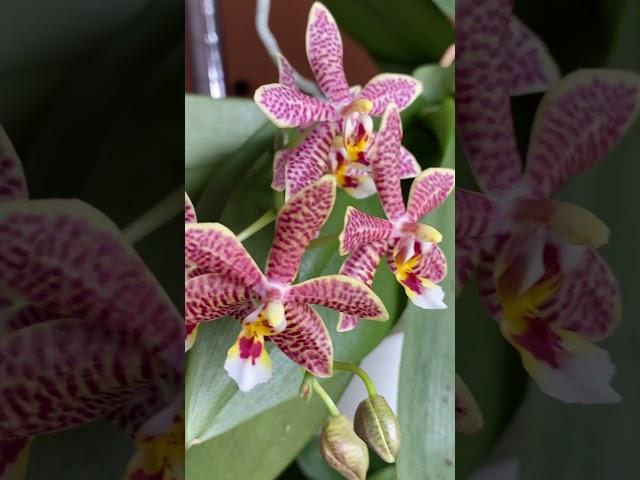 Phalaenopsis Mannii black × Pal Jiaho Pink Girl