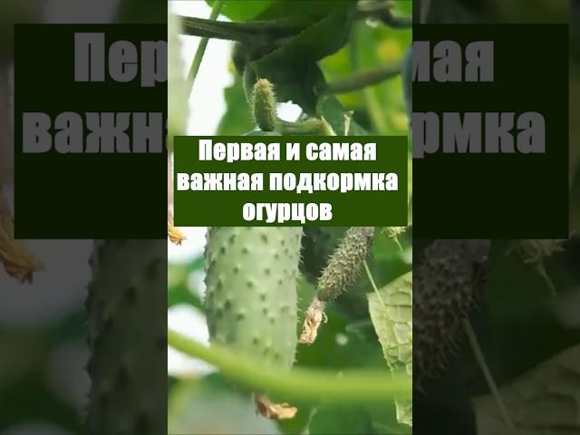 Первая и самая важная подкормка огурцов #огурцы #огород #сад #дача