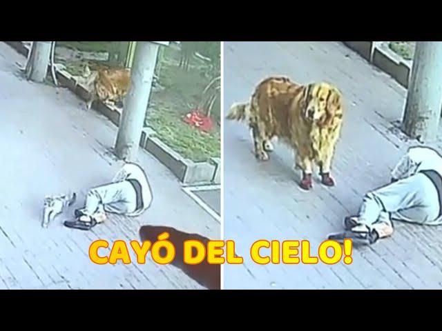 Gato cae del cielo, noquea a un anciano y luego se pelea con su perro con zapatos