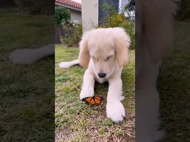 Adorable Pups in Action: A Must-Watch Compilation