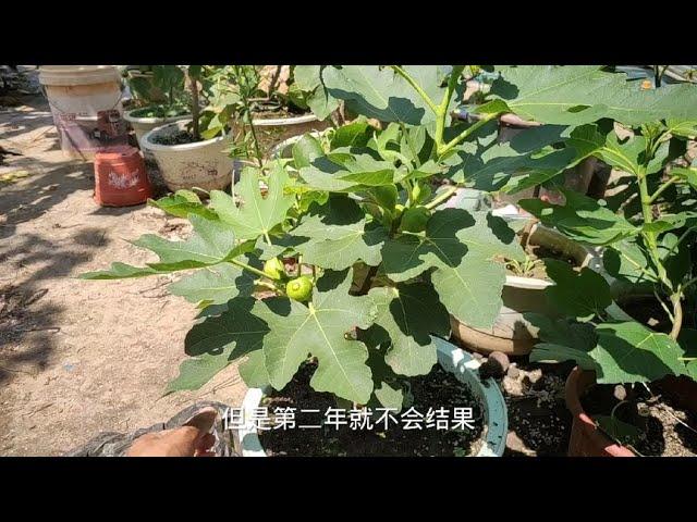 很多阳台族为什么种不好盆栽无花果，真实的原因离不开这3个！