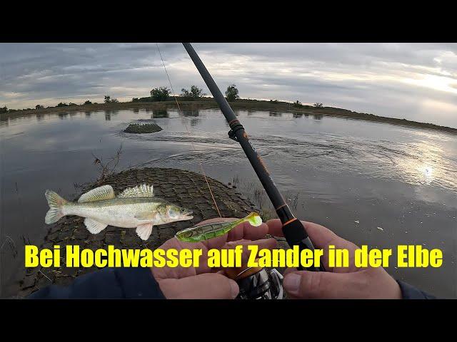 Bei Hochwasser auf Zander in der Elbe - geht da etwas  ?  wo ist der Spot ?