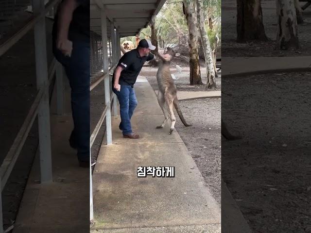남편이 아내를 지키기 위해 캥거루와 싸웁니다