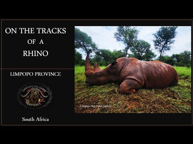 Huge White Rhino bull hunt in Limpopo South Africa