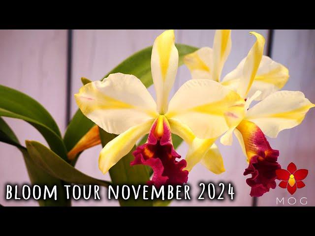 Orchid Bloom Tour - November 2024