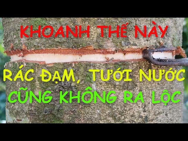 Khoanh không chết, không ra lộc, ra hoa đậu quả to đẹp.