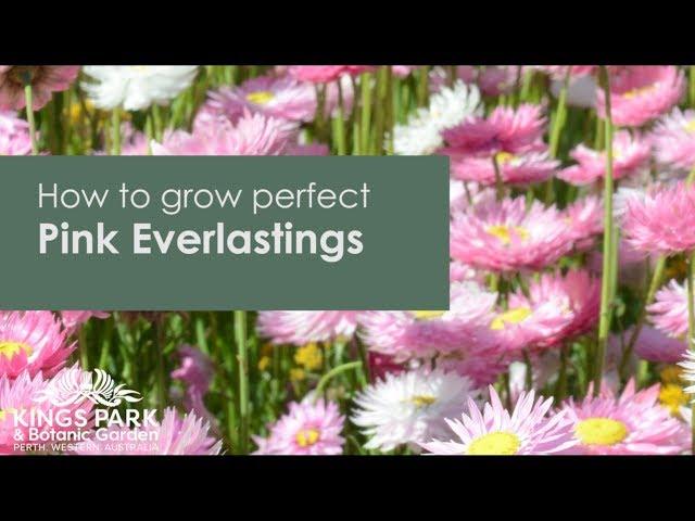 How to grow perfect pink everlastings