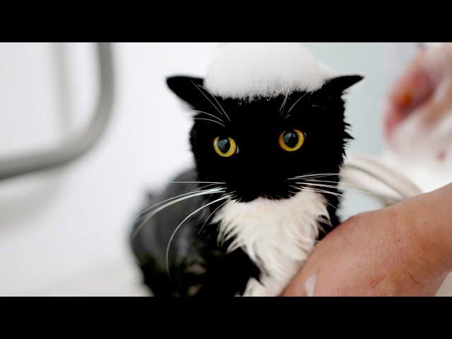 うにのシャンプーをしました I shampooed Uni.