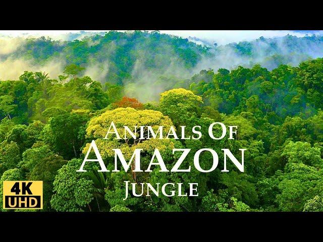 Amazon Jungle 4K/ Wild Animals of Rainforest/ Relaxation Film/ Meditation Music & Nature Sounds