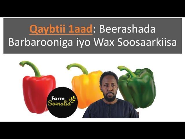 Qaybtii 1aad: Beerashada Barbarooniga iyo Wax Soosaarkiisa