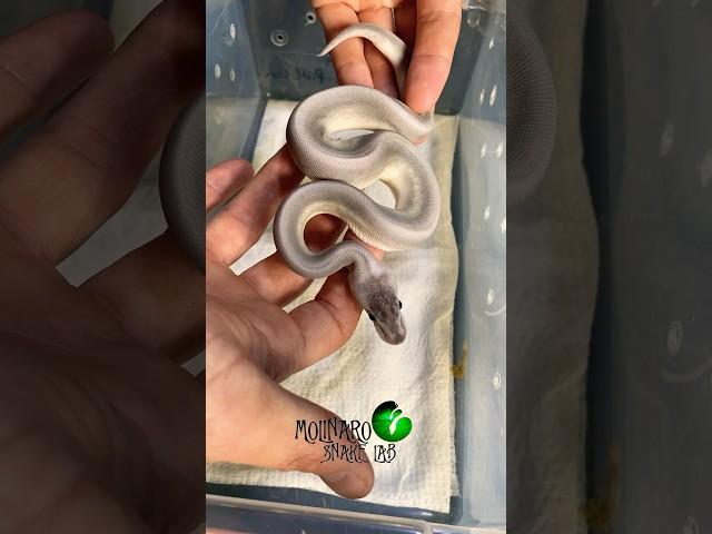 Incredible ball pythons! #molinarosnakelab #royalpythons #pythons #ballpython #reptiles #diy #regius