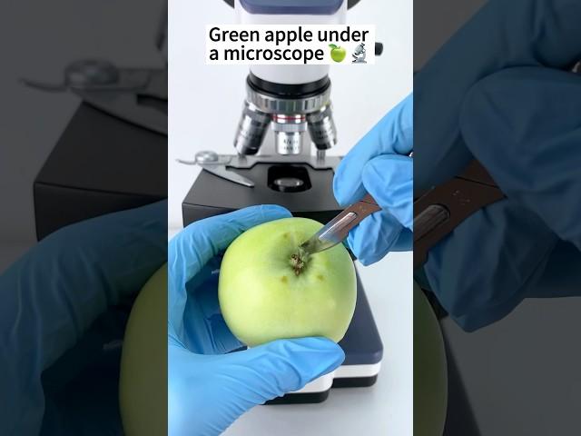 Green apple A Hidden World Under the Microscope – Bacteria Close-Up #microscope #science #biology