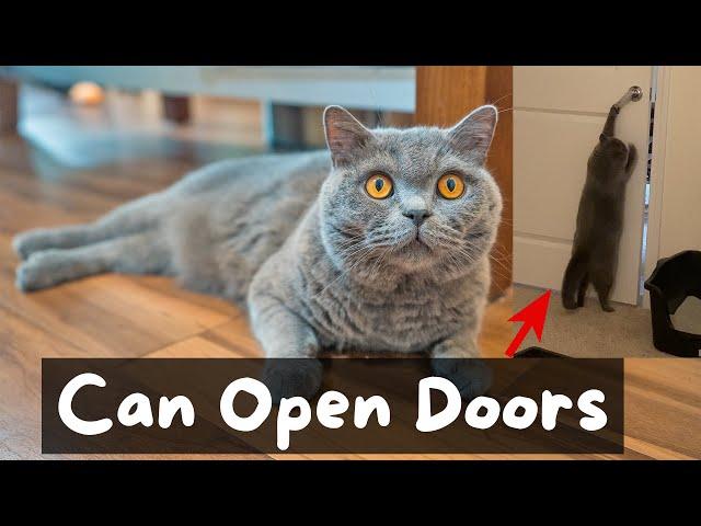 Things to Know Before Getting a British Shorthair Cat | The Cat Butler