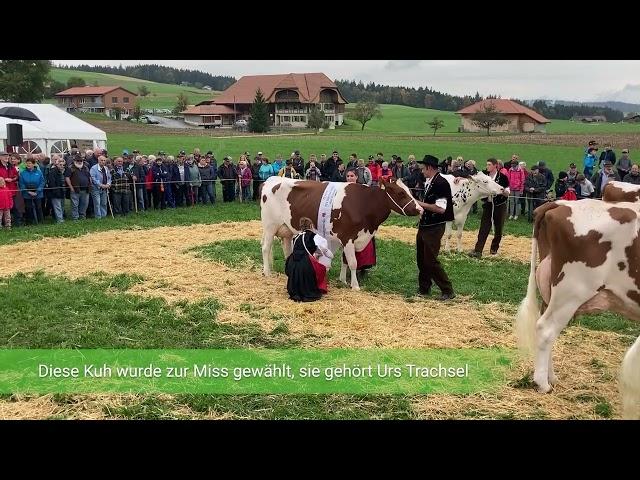 Jubiläum: 75 Jahre Viehzuchtverein Bütschel