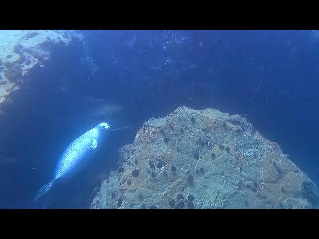 UNDERWATER PARTY WITH THE SEALS ! VLADIVOSTOK 2023 SPEARFISHING (PART 3)