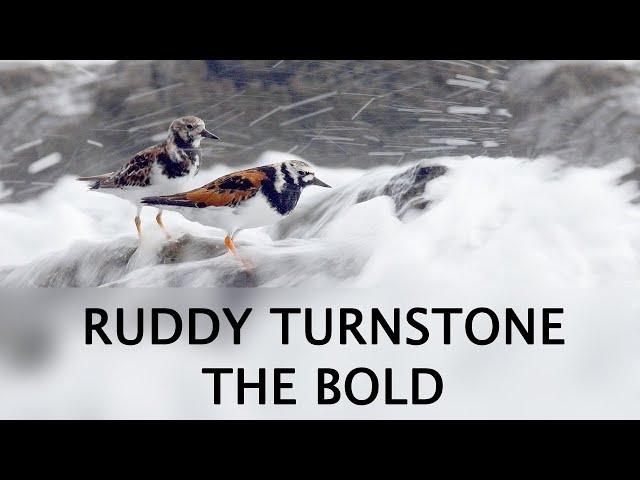 RUDDY TURNSTONE, THE BOLD