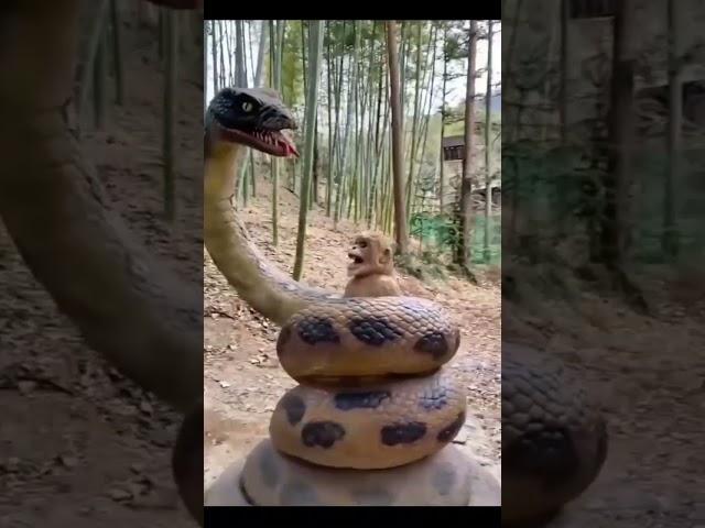 A horrific scene, a large and huge snake wrapped around a monkey in a forest in India