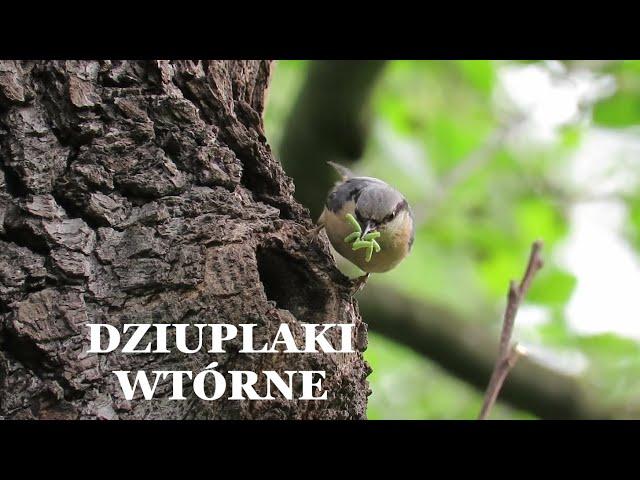 Dziuplaki wtórne / Birds nesting in tree hollows