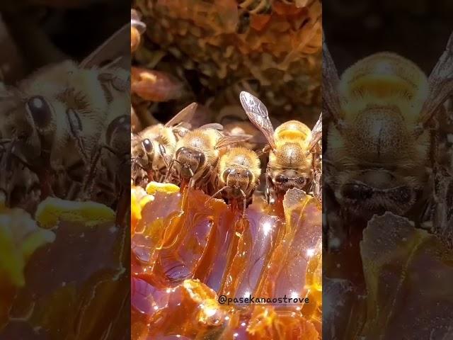 Как пчелы делают мед