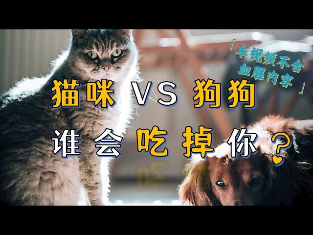 狗狗还是猫咪？谁会在你死后吃·掉·你？  #宠物  #猫  #萌宠  #冷知识  【泛心事务所】