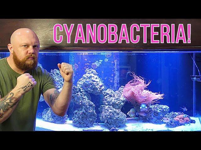 Cyanobacteria: Battling this Menace in Your Saltwater Aquarium