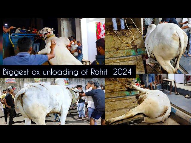 Biggest OX unloading video of Rohit 2024 #cowunloading #shorts #viral #petsdeewangi