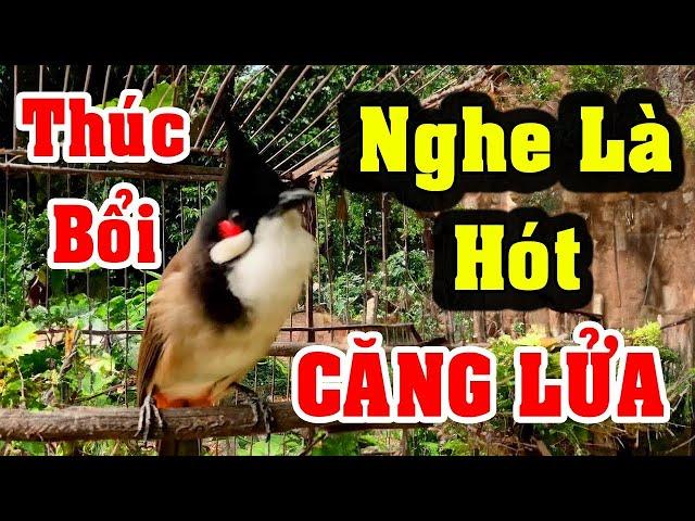 Chào Mào Kích Bổi Lên Lửa!.. Luyện Chào Mào Hót Đấu + Chào Mào Kích Trống Hót Căng Lửa. chào mào đấu
